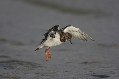 BUITEN BEELD Foto: 44329