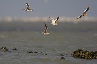 BUITEN BEELD Foto: 44334