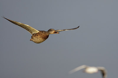 BUITEN BEELD Foto: 44336