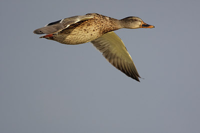 BUITEN BEELD Foto: 44337