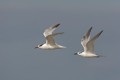 BUITEN BEELD Foto: 44374