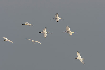 BUITEN BEELD Foto: 44377
