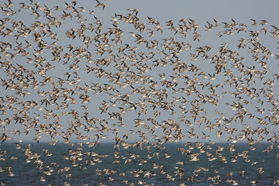 BUITEN BEELD Foto: 44378