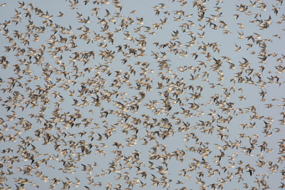 BUITEN BEELD Foto: 44379