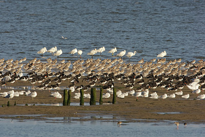 BUITEN BEELD Foto: 44380