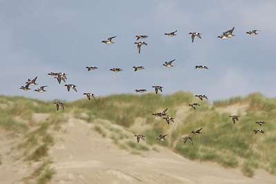 BUITEN BEELD Foto: 44385