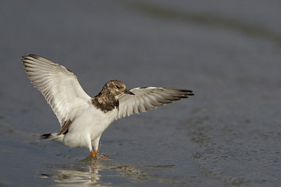 BUITEN BEELD Foto: 44388