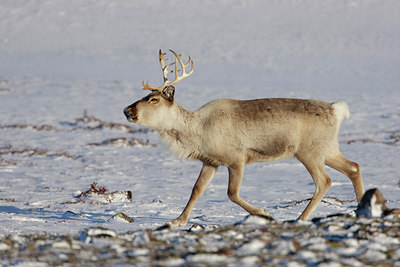 BUITEN BEELD Foto: 44400