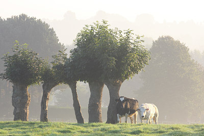BUITEN BEELD Foto: 44405