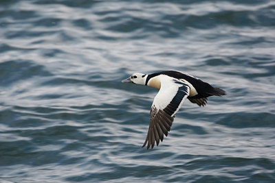 BUITEN BEELD Foto: 44417