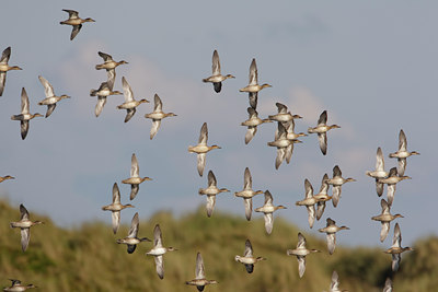 BUITEN BEELD Foto: 44420