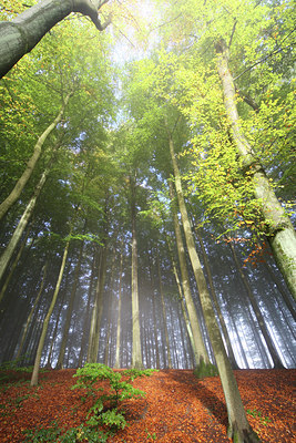 BUITEN BEELD Foto: 44436