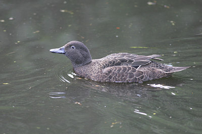 BUITEN BEELD Foto: 44447