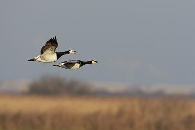 BUITEN BEELD Foto: 44449