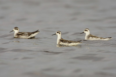 BUITEN BEELD Foto: 44454