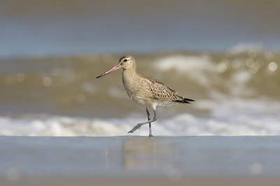 BUITEN BEELD Foto: 44460
