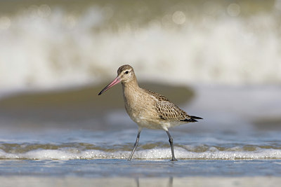 BUITEN BEELD Foto: 44462