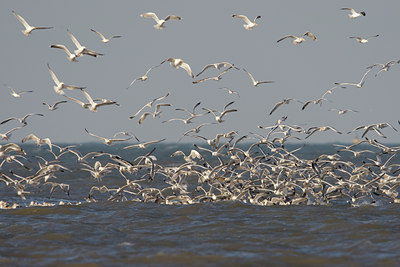 BUITEN BEELD Foto: 44491