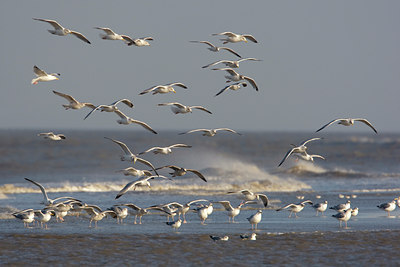 BUITEN BEELD Foto: 44492