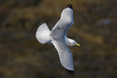 BUITEN BEELD Foto: 44522
