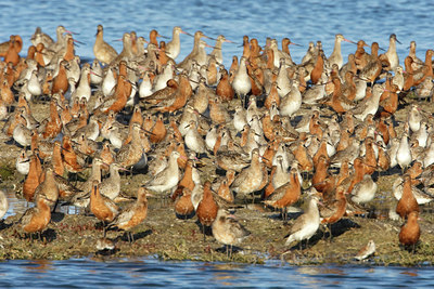 BUITEN BEELD Foto: 44524