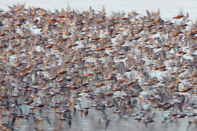 BUITEN BEELD Foto: 44526
