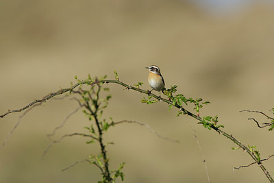 BUITEN BEELD Foto: 44528