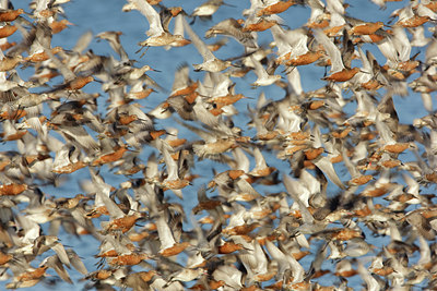 BUITEN BEELD Foto: 44533