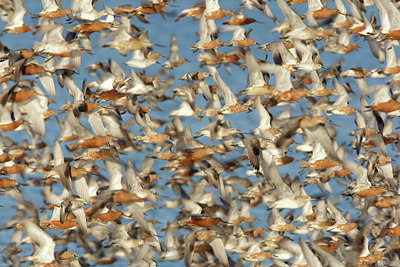 BUITEN BEELD Foto: 44534