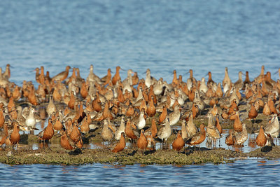 BUITEN BEELD Foto: 44535