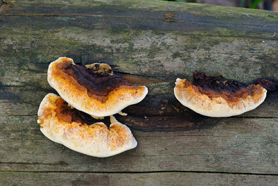 BUITEN BEELD Foto: 44545