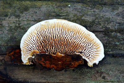 BUITEN BEELD Foto: 44547