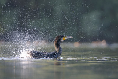 BUITEN BEELD Foto: 44551