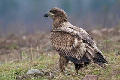 BUITEN BEELD Foto: 44564