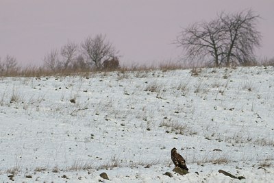 BUITEN BEELD Foto: 44566