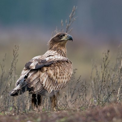 BUITEN BEELD Foto: 44567