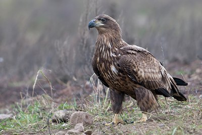 BUITEN BEELD Foto: 44569
