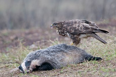 BUITEN BEELD Foto: 44578