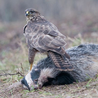 BUITEN BEELD Foto: 44579