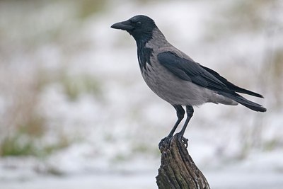 BUITEN BEELD Foto: 44583