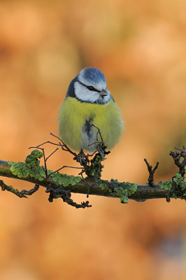 BUITEN BEELD Foto: 44585