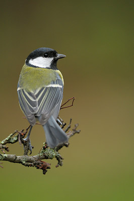 BUITEN BEELD Foto: 44586