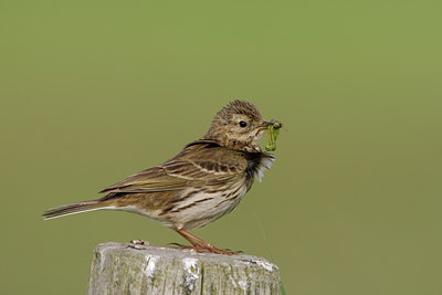 BUITEN BEELD Foto: 44595