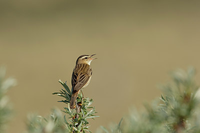BUITEN BEELD Foto: 44599