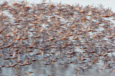 BUITEN BEELD Foto: 44604