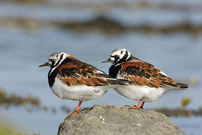 BUITEN BEELD Foto: 44612
