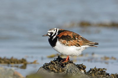 BUITEN BEELD Foto: 44613
