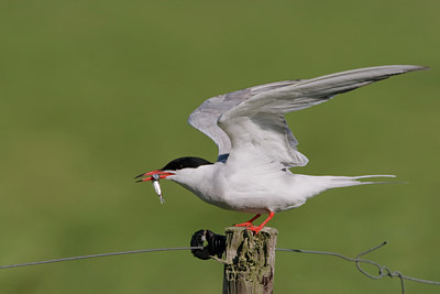 BUITEN BEELD Foto: 44618