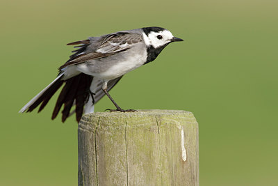 BUITEN BEELD Foto: 44620