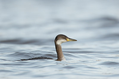 BUITEN BEELD Foto: 44623